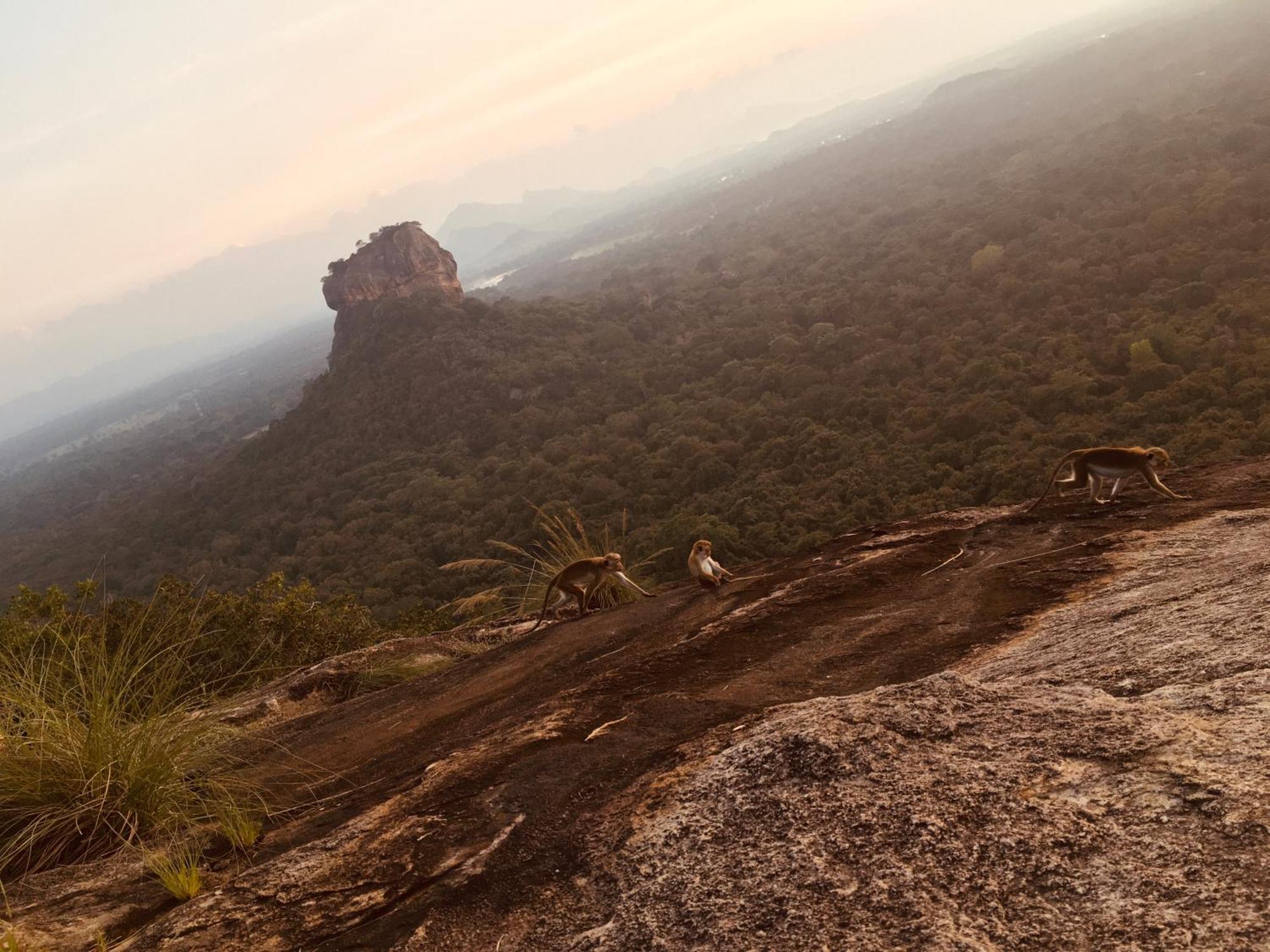 Hotel Sigiriya Kele Buitenkant foto